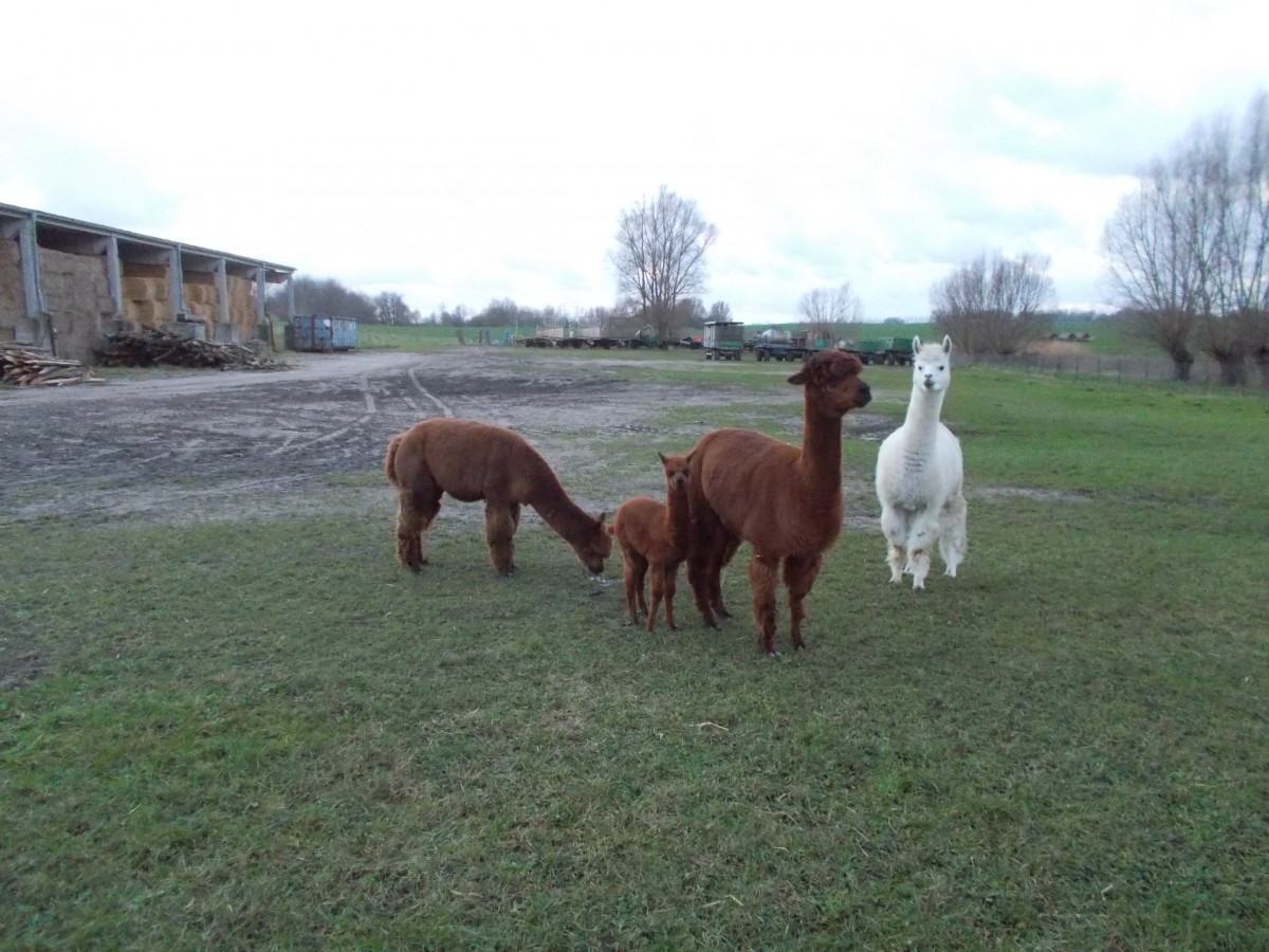 Diese Alpakas sind auf Rgen,im Ort Poseritz,Zuhause.Aufgenommen am 04.Janaur 2015.