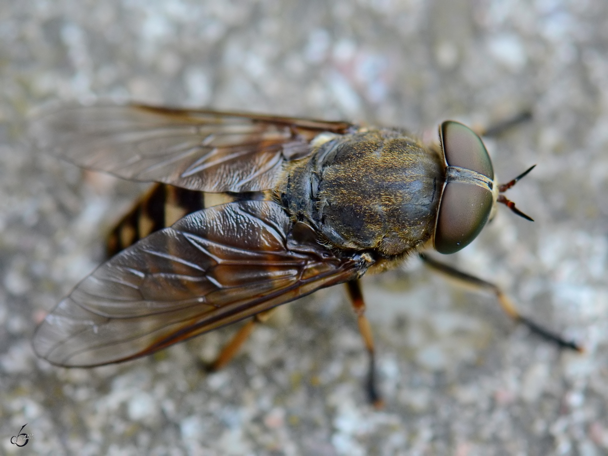 Diese Fliege wrmt sich auf einem Stein. (Jarmen, Juni 2011)