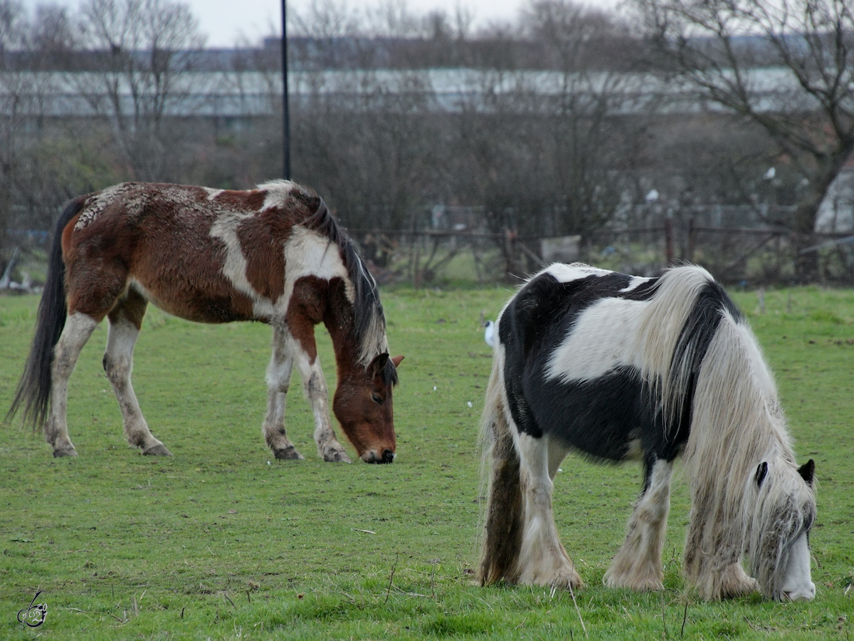 Diese Pferde waren Anfang Mrz 2017 in Heathrow am Grasen.