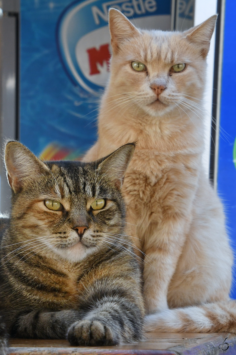 Diese zwei Katzen waren gute Werbetrger fr einen Biergarten im Herzen von Valletta. (Oktober 2017)