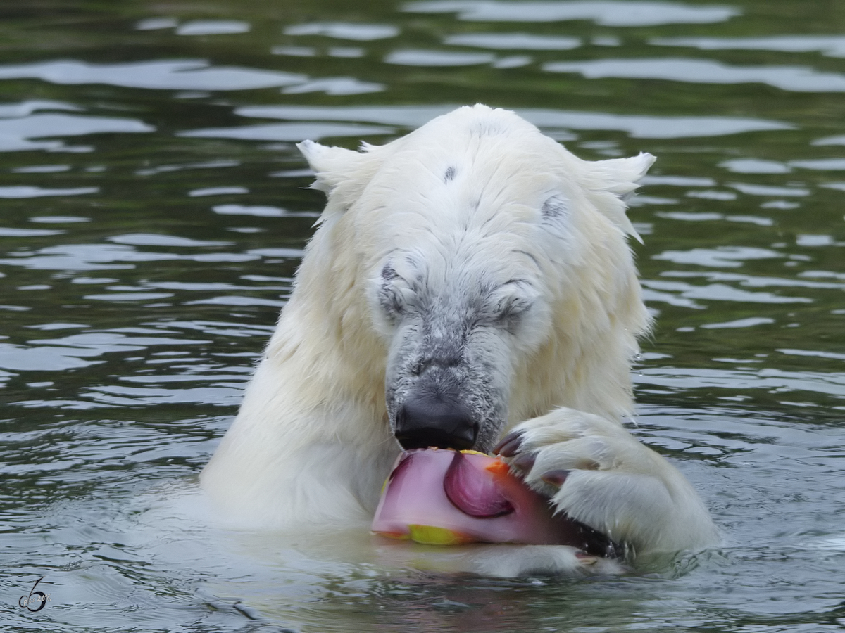 Dieser Eisbr geniet seinen Snack im Zoom Gelsenkirchen. (September 2009)