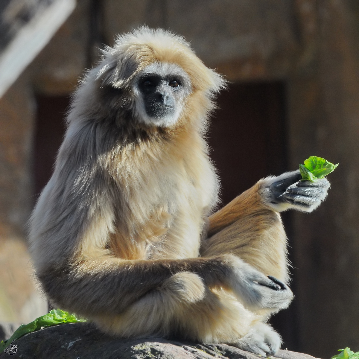 Dieser Gibbon war Mitte Dezember 2010 im Zoo Madrid zu sehen.