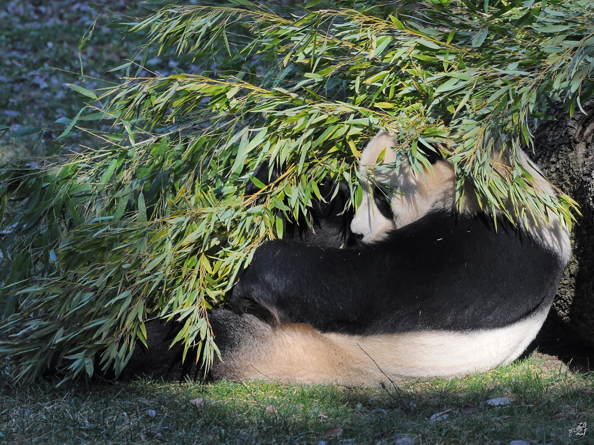 Dieser Panda baut sich einen Unterschlupf aus leckerem Bambus.  (Zoo Madrid, Dezember 2010)