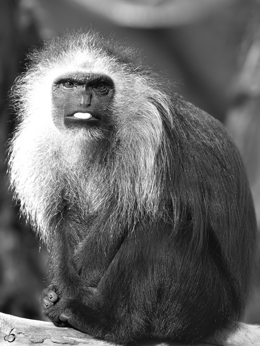 Dieser Schlank-Gibbon zeigt ganz deutlich, was er von mir hlt. (Zoo Duisburg, Oktober 2011)