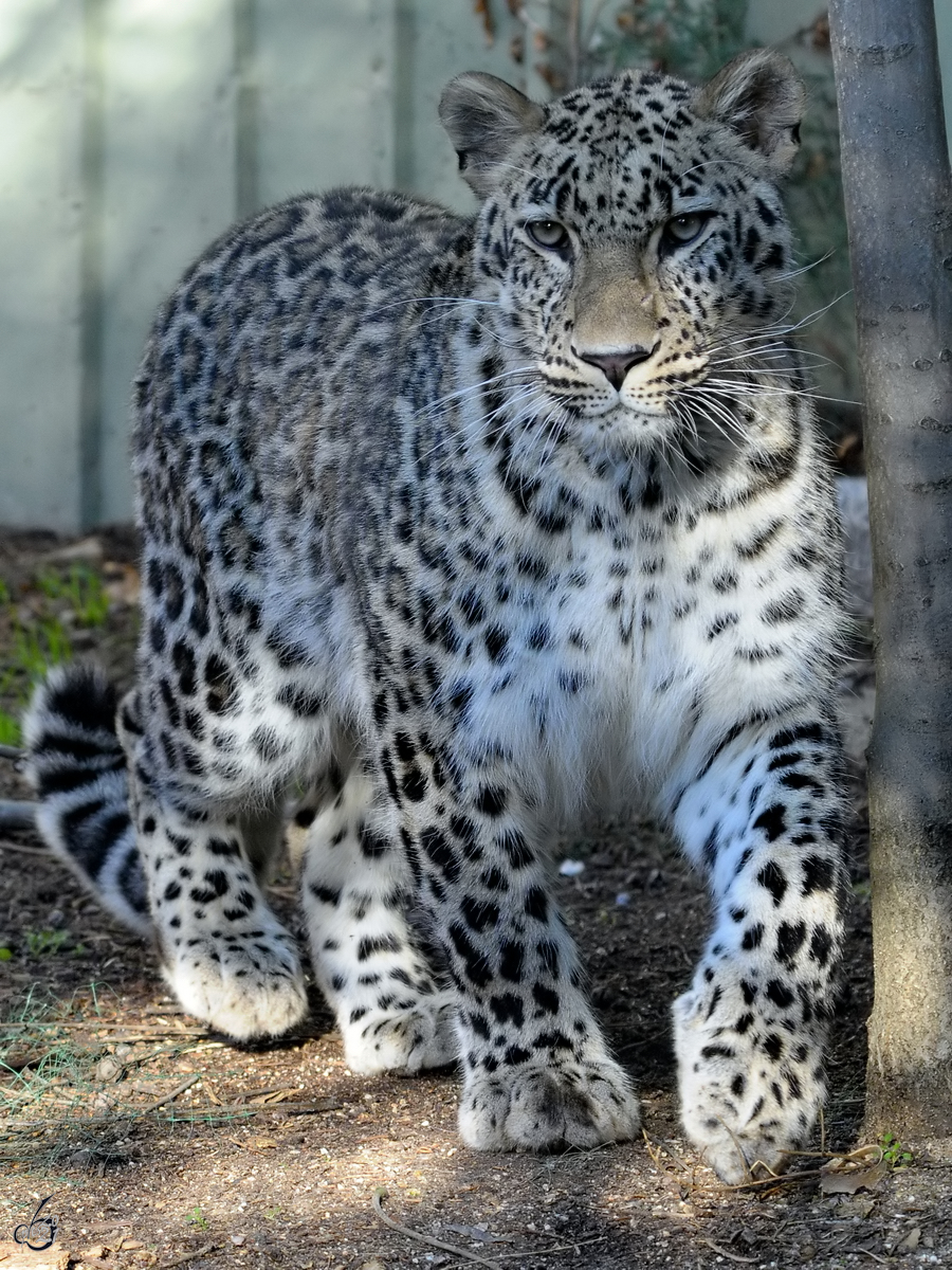 Dieser stolze Leopard war Mitte Dezember 2010 im Zoo Madrid zu sehen.