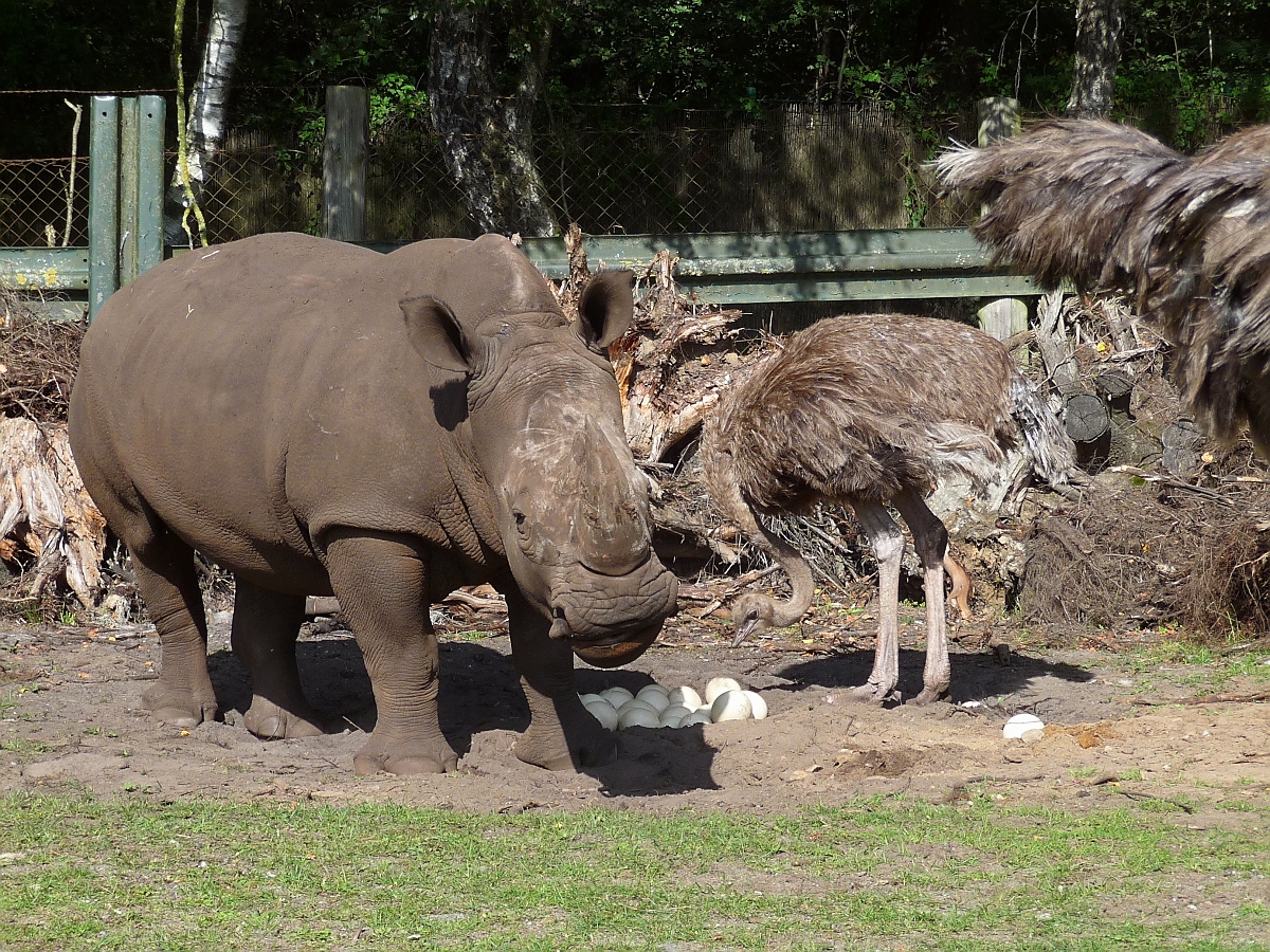 Dieses Nashorn inspiziert sehr interessiert das Strauengelege im Serengetipark, ohne ein Ei zu zertrampeln. 9.9.15