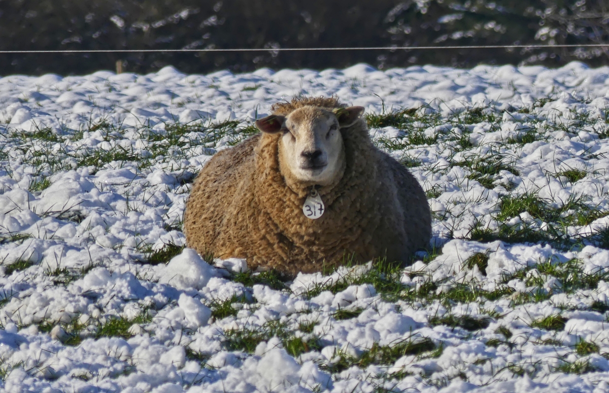 Dieses Schaf hat es sich auf der Schneedecke gemtlich gemacht. 01.2021 (Jeanny)