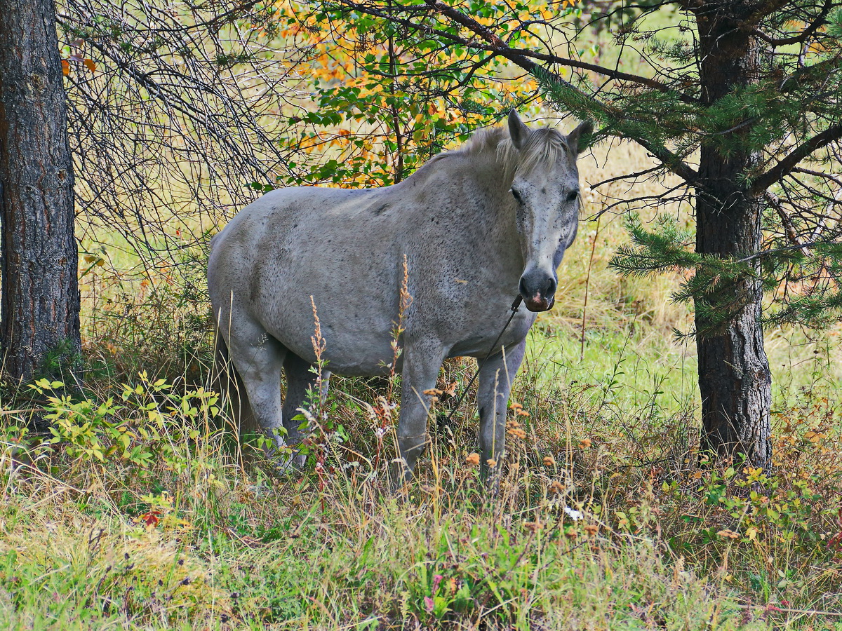 Dieses Tier war alleine im Freilichtmuseum Talzy am Baikalsee am 16. September 2017.