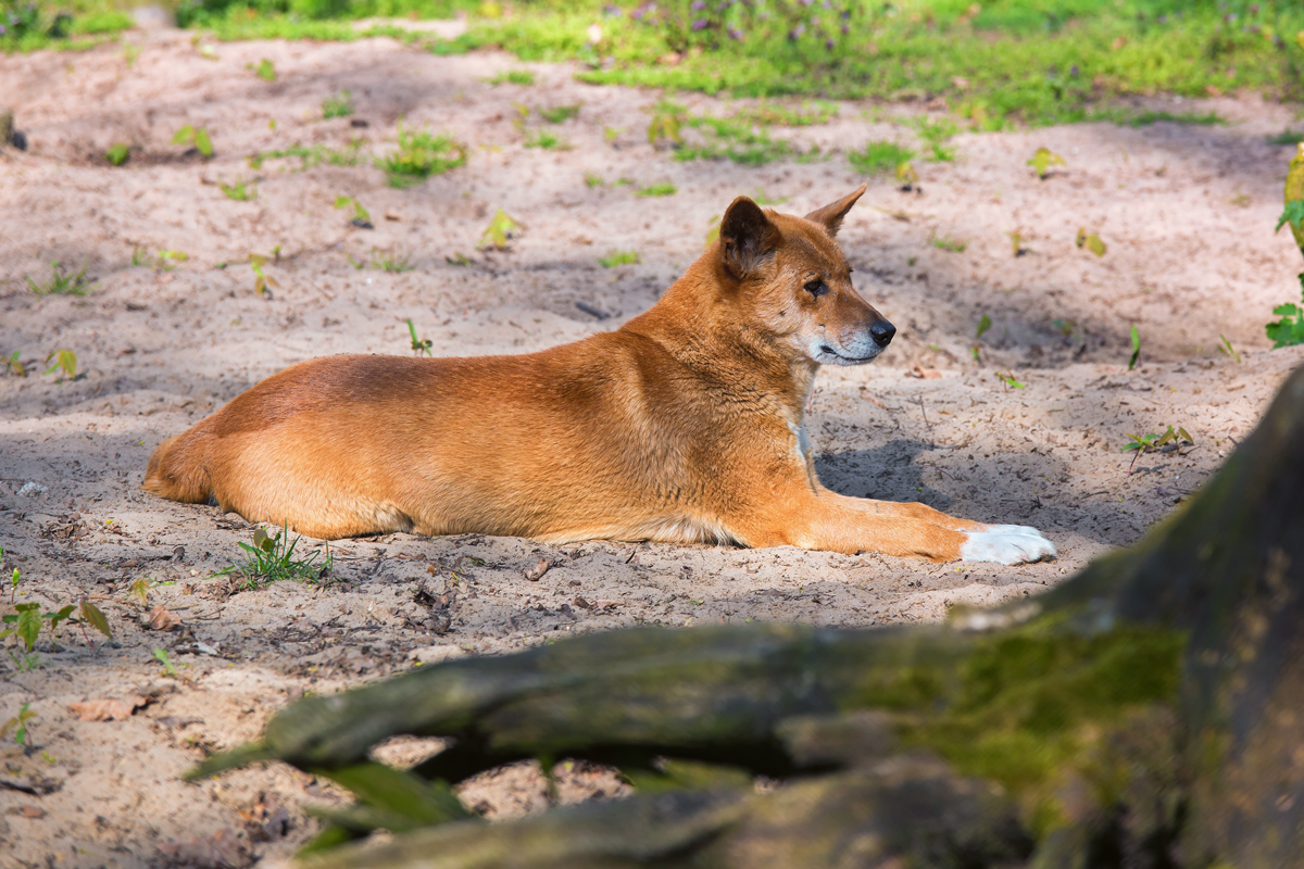 Dingo im Tierpark Ueckermnde. - 21.04.2014