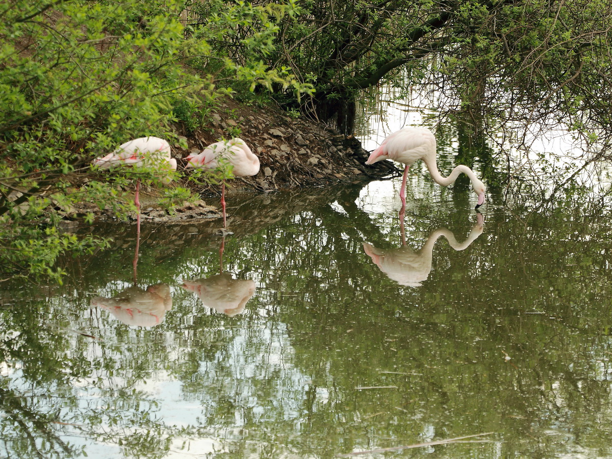 Direkt an der Brcke die die Bahngleise berqueren, die Schnefeld in Brandenburg  in zwei Hlften teilt, befindet sich ein Teich mit Flamingos. Aufnahme vom 03. Mai 2020.