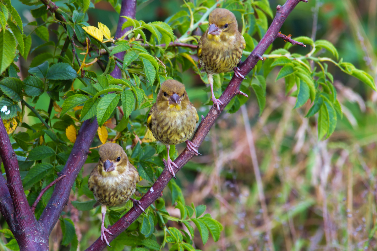 Drei Grnschnbel bzw. junge Grnfinken ruhen sich kurz auf einem Ast aus. - 20.07.2014