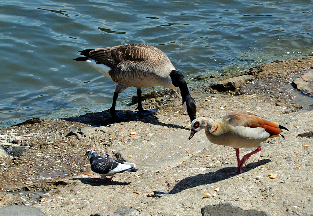 Drei Vogelarten (Kanadagans, Nilgans und Taube) am Rheinufer in Bonn-Mehlem - 31.05.2014