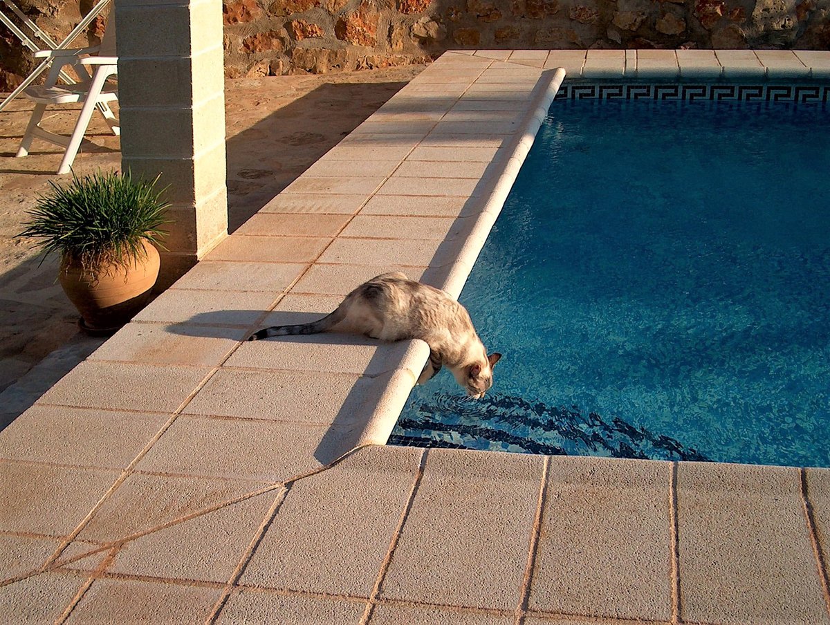 Durstige Katze  Mopsy  schlabbert aus dem Pool. Dnia, Spanien -16.05.2005