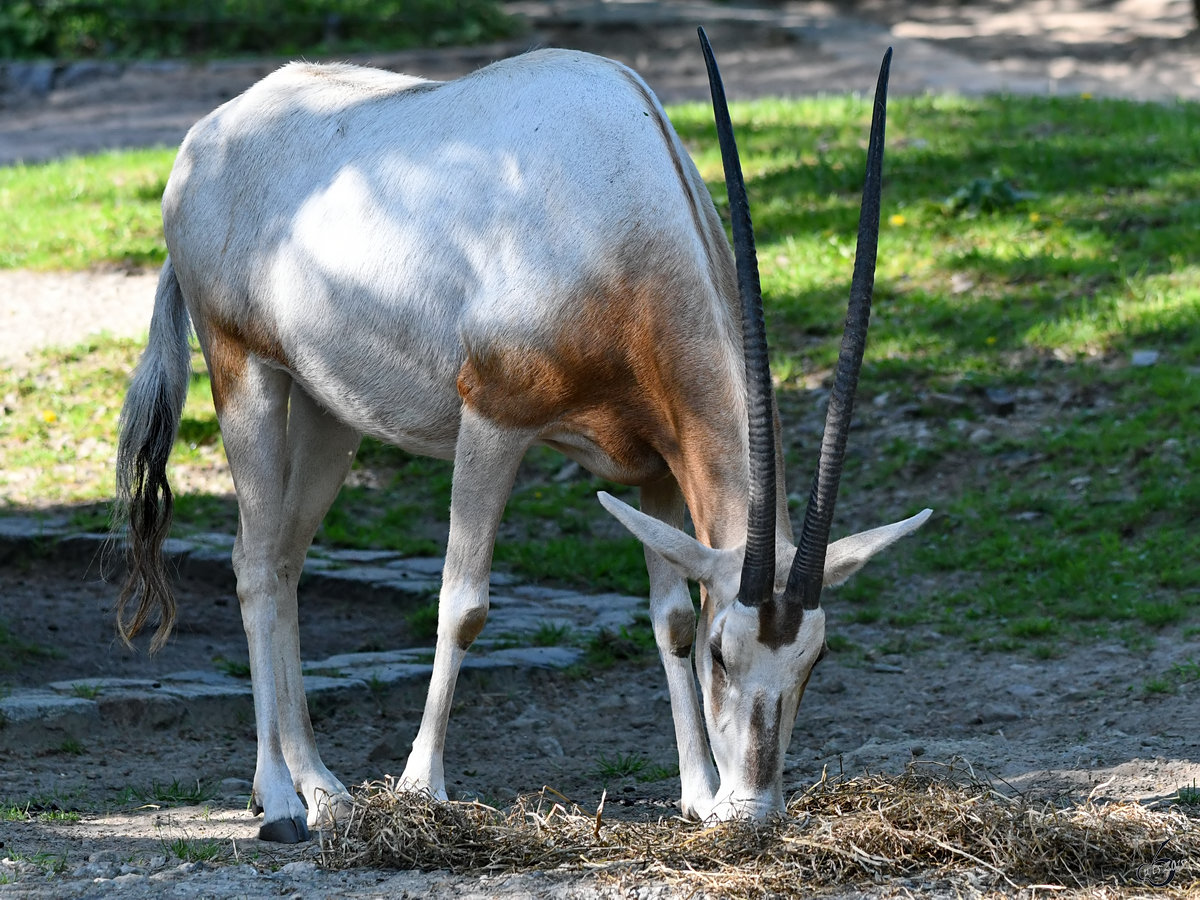 Ein Arabischer Oryx Ende April 0218 im Zoo Berlin. 