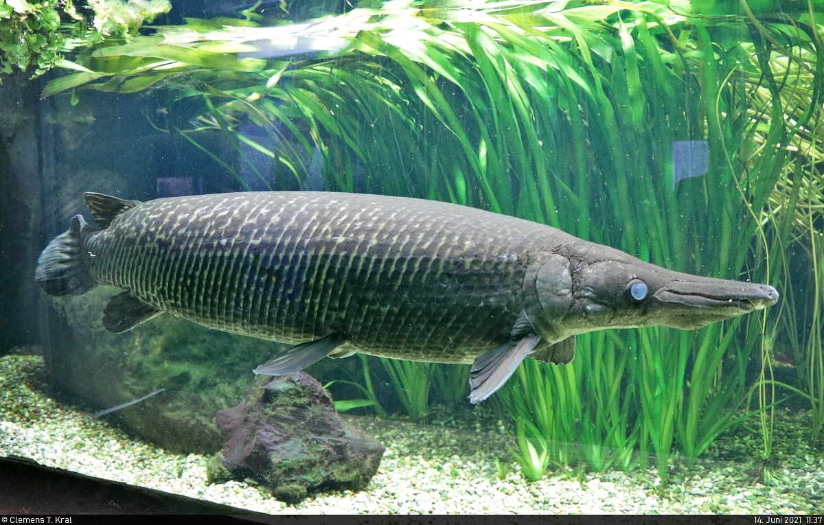 Ein Arapaima (Knochenfisch) lie sich in aller Ruhe im Aquarium der Wilhelma Stuttgart ablichten.

🕓 14.6.2021 | 11:37 Uhr