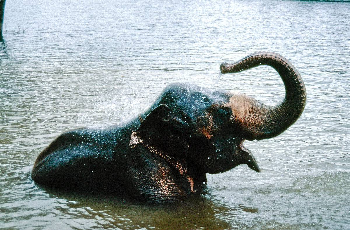 Ein asiatischer Elefant im Mahaweli Fuss bei Kandy in Sri Lanka. Bild vom Dia. Aufnahme: Januar 1989.