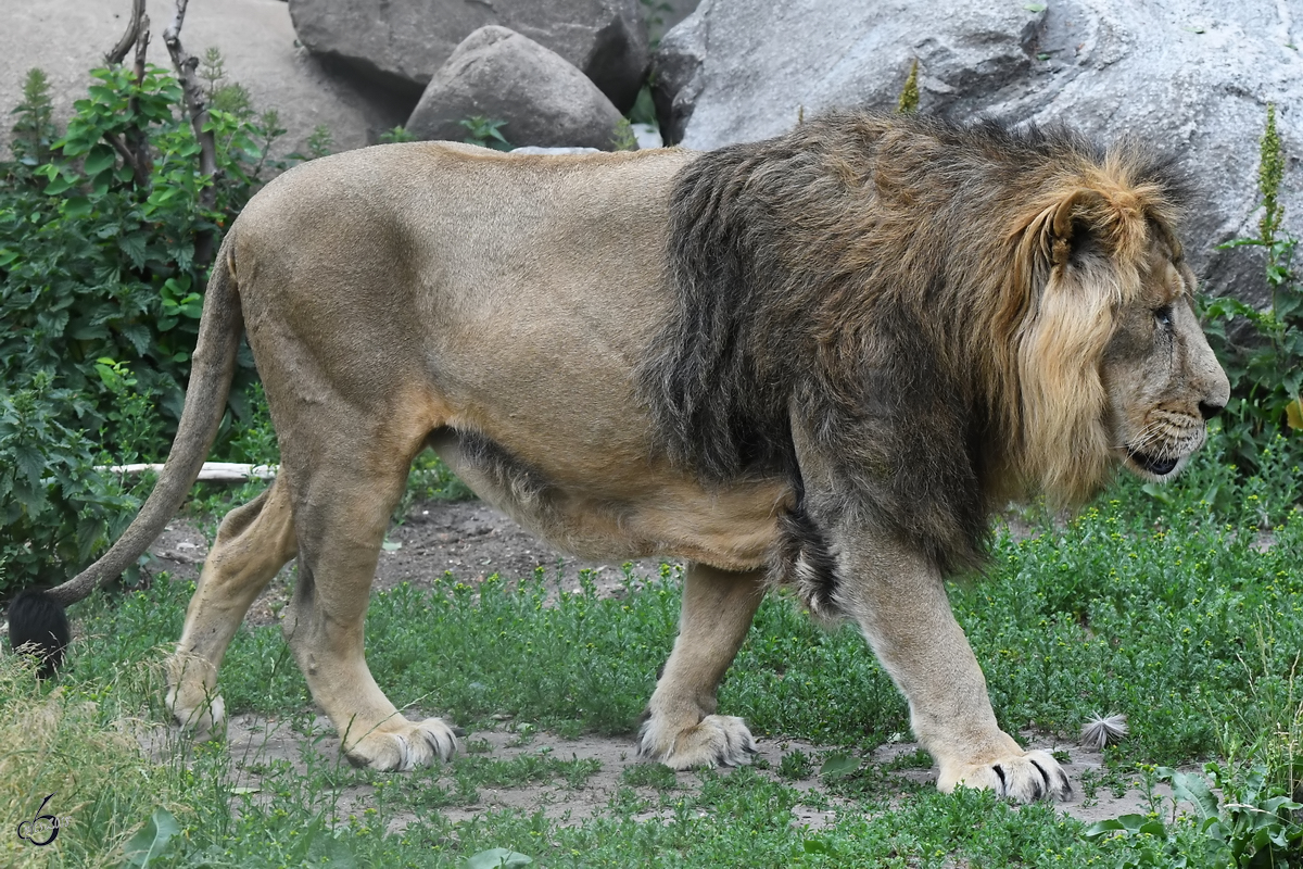 Ein Asiatischer Lwe durchstreift Anfang Juni 2018 sein Revier im Zoo Aalborg.
