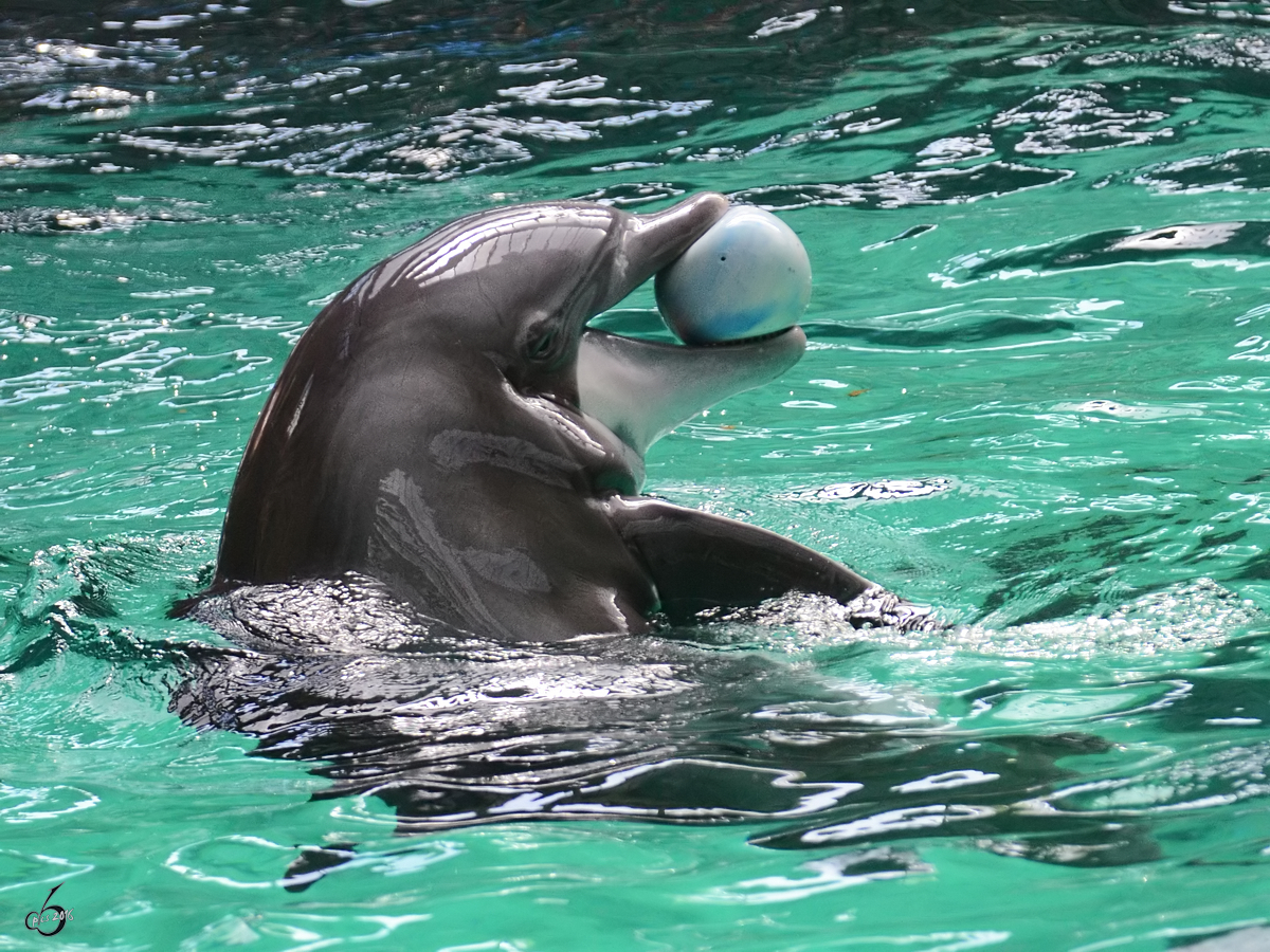 Ein Ball spielender Delfin whrend einer Vorfhrung im Zoo Duisburg. (Juni 2013)