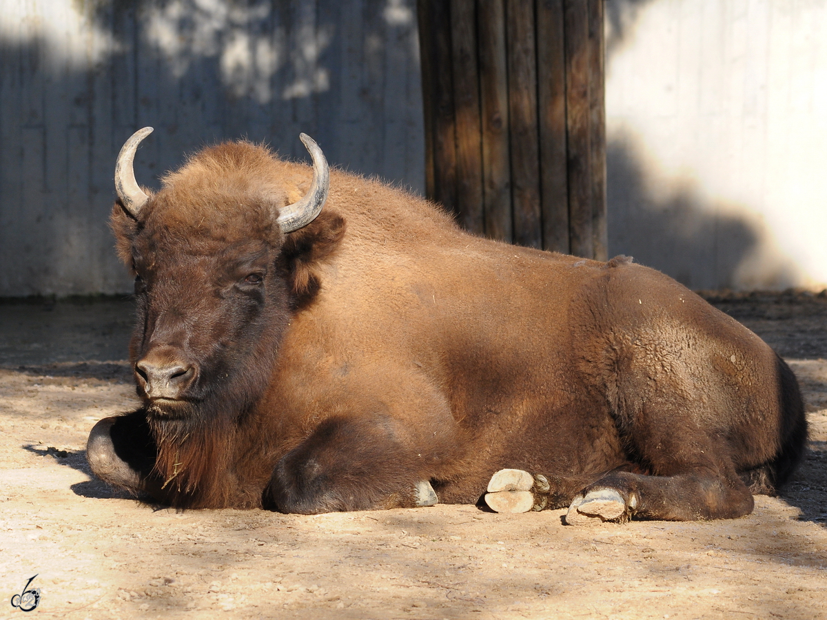 Ein Bison ruht sich vom stressigen Alltag aus. (Zoo Madrid, Dezember 2010)