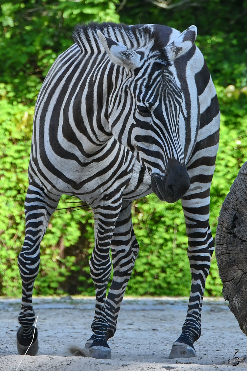 Ein Bhm-Steppenzebra Ende April 2018 im Zoo Berlin.