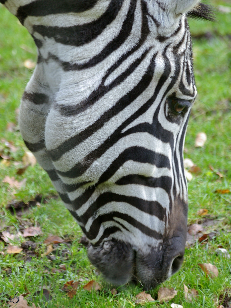 Ein Bhm-Steppenzebra im Zoo Dortmund. (November 2005) 
