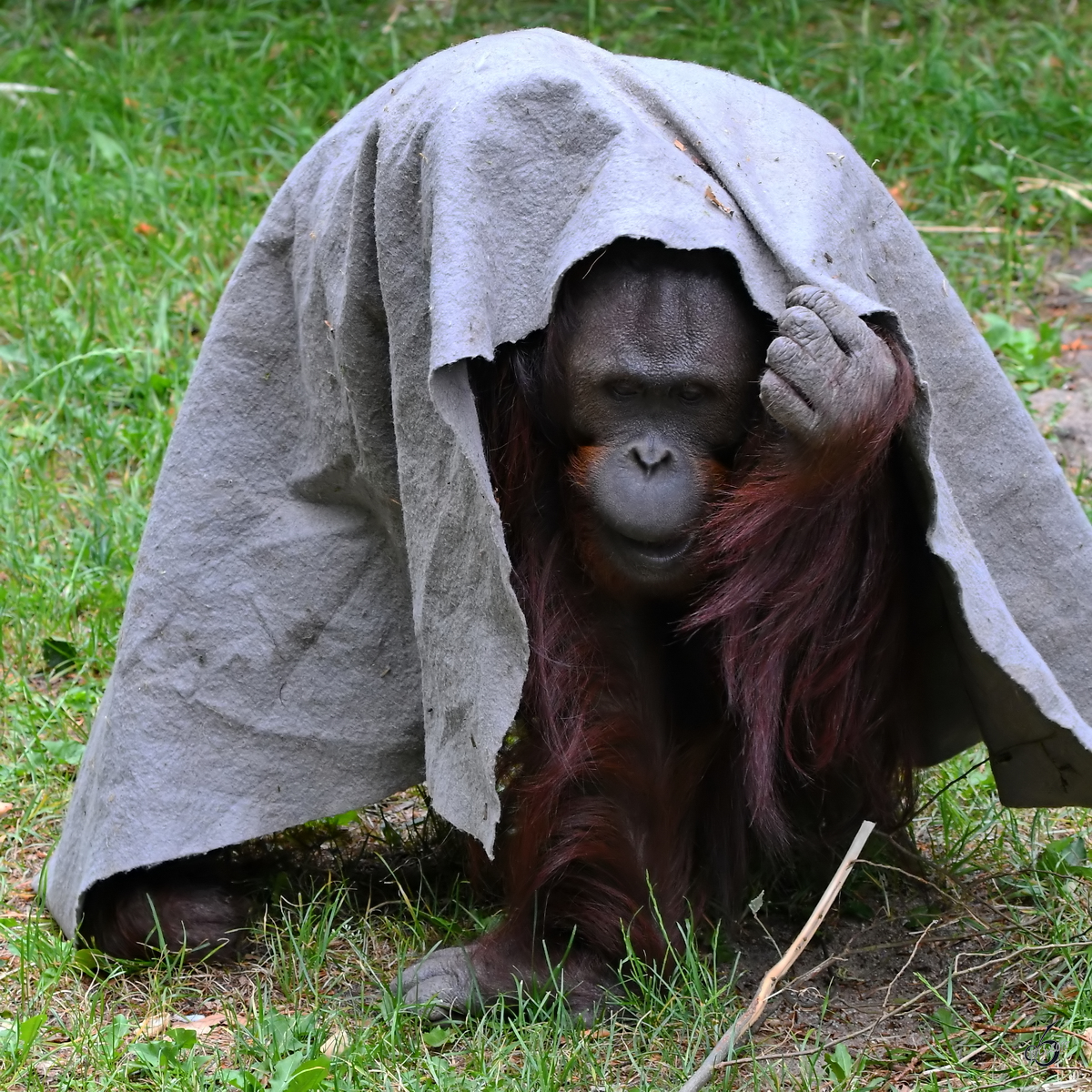 Ein Borneo-Orang-Utan, gesehen im Zoo Aalborg. (Juni 2018)