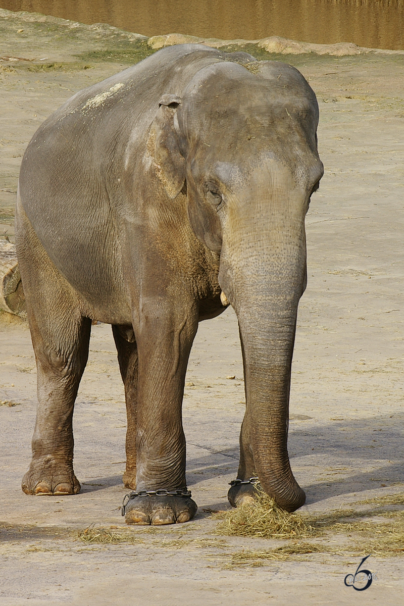 Ein Ceylon-Elefant