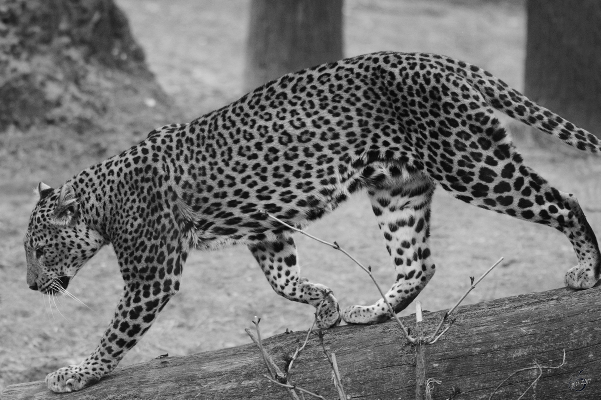 Ein Ceylonleopard durchstreift sein Gehege im Burgers' Zoo Arnheim. (Mrz 2013) 