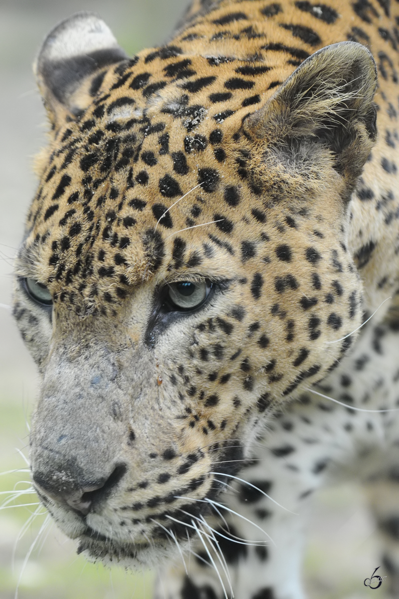 Ein Ceylonleopard im Portrait (Burgers' Zoo Arnheim, Mrz 2013) 