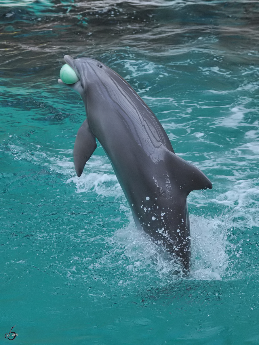 Ein Delfin whrend einer Vorfhrung im Zoo Duisburg. (September 2010)