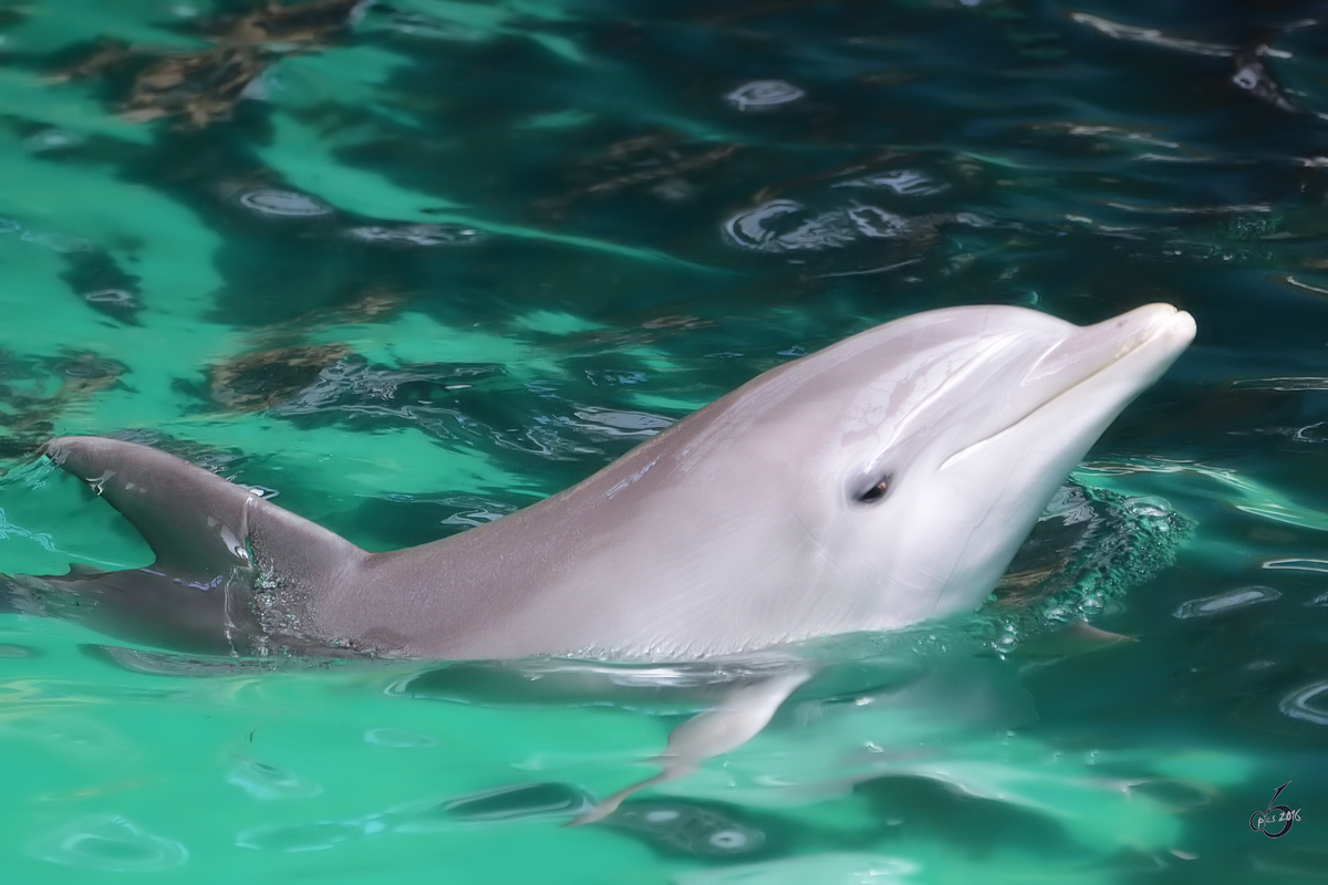 Ein Delfin im Zoo Duisburg.