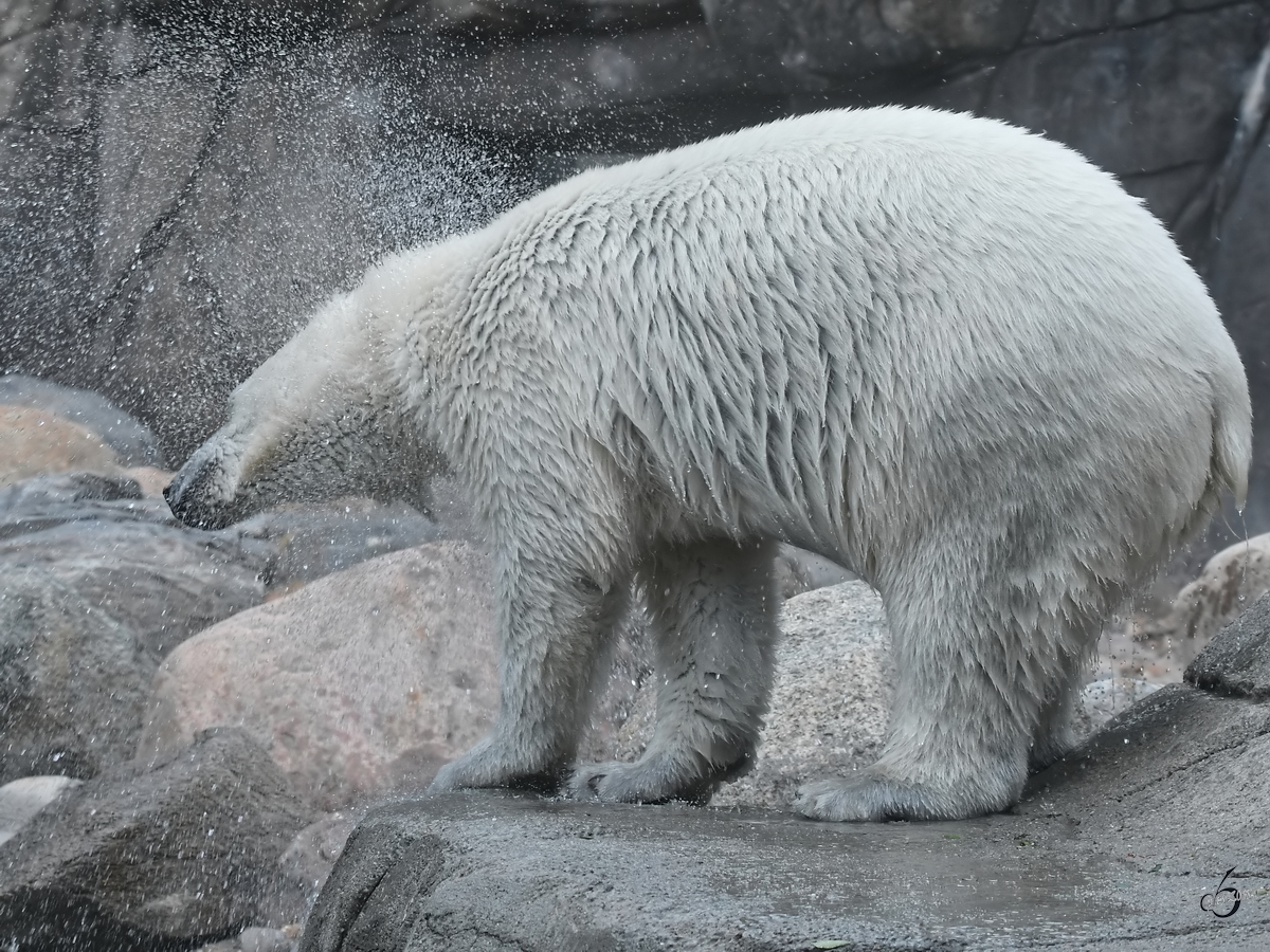 Ein Eisbr muss sich erst einmal krftig ausschtteln. (Zoo Aalborg, Juni 2018)