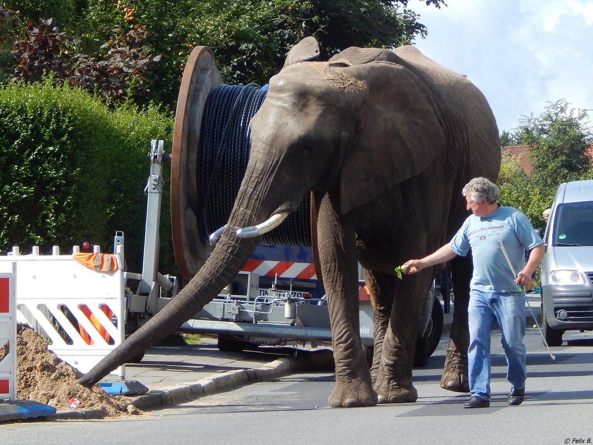 Ein Elefant auf Erkundungstour in Sassnitz am 23.08.2017