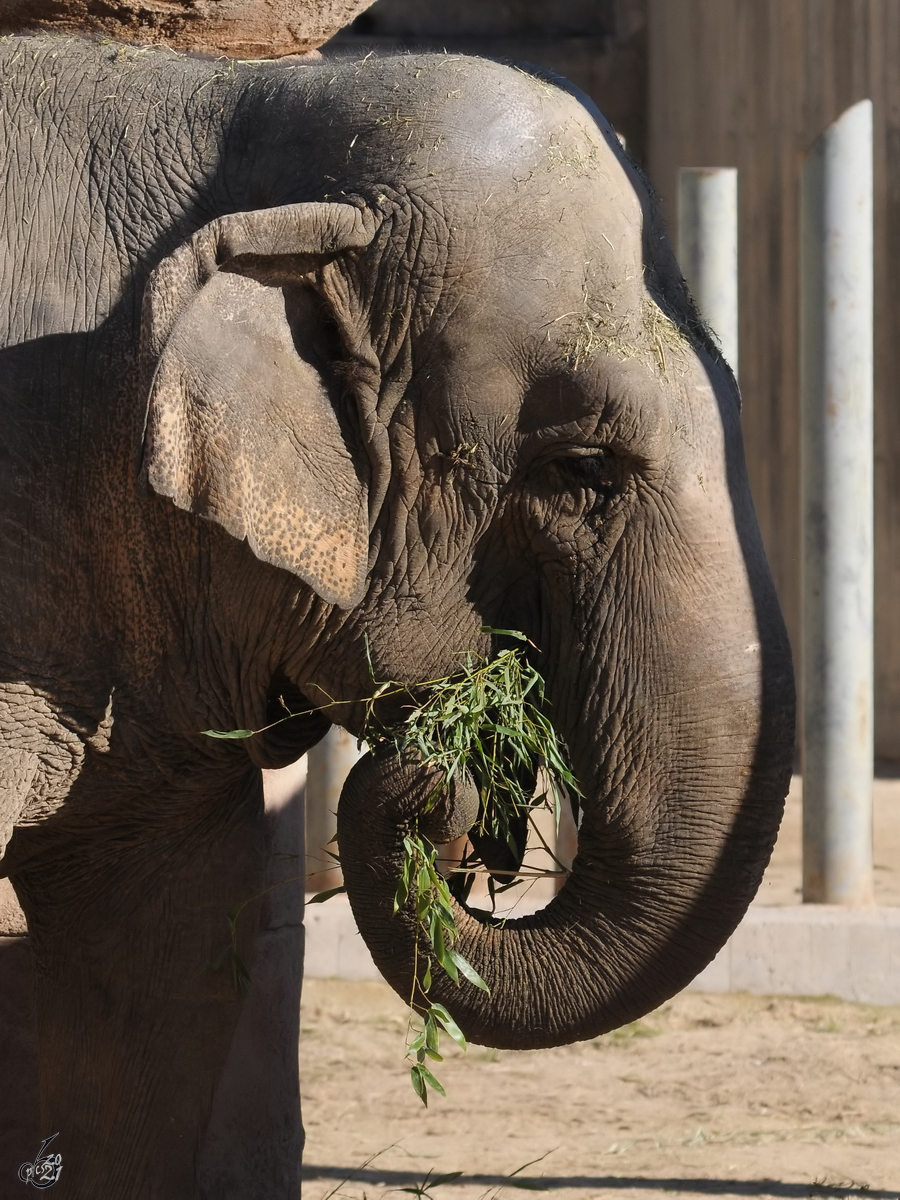 Ein Elefant geniet sein Mittagsessen. (Zoo Madrid, Dezember 2010)