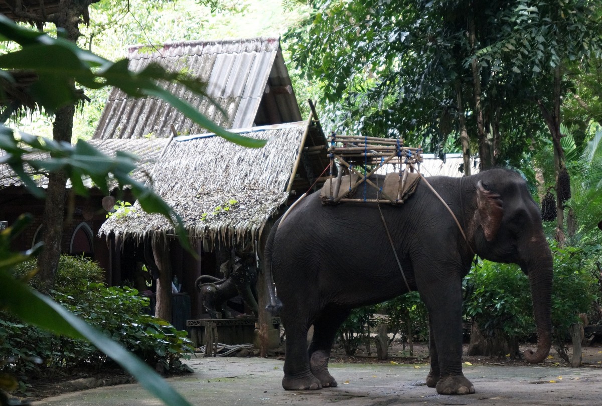 Ein Elefant zu touristischen Reitzwecken in der Nhe des River Kwais in Thailand am 17. August 2014.