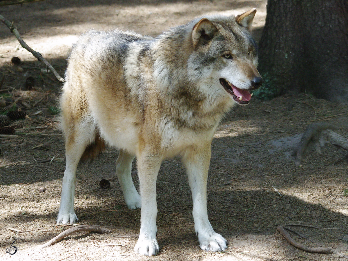 Ein Eurasischer Wolf