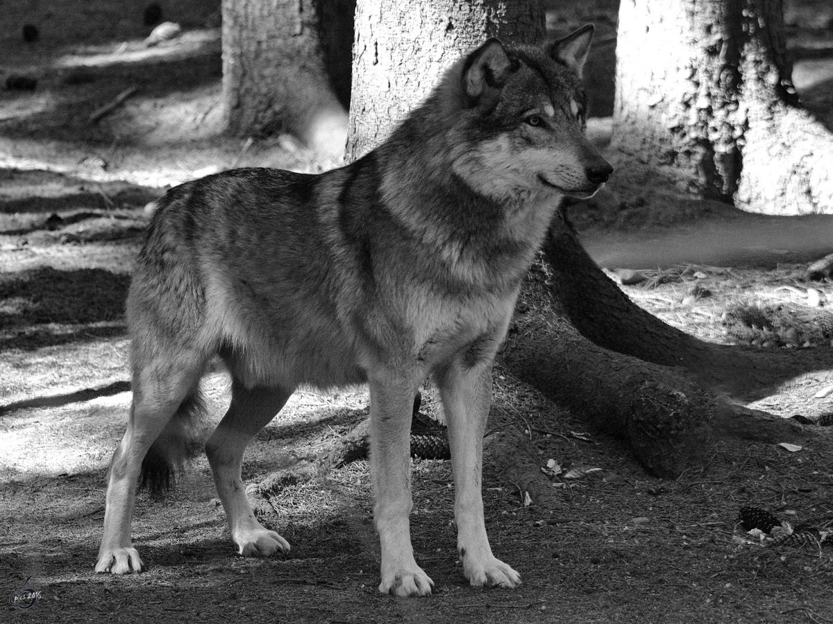 Ein Eurasischer Wolf. (Gstrow, April 2009)
