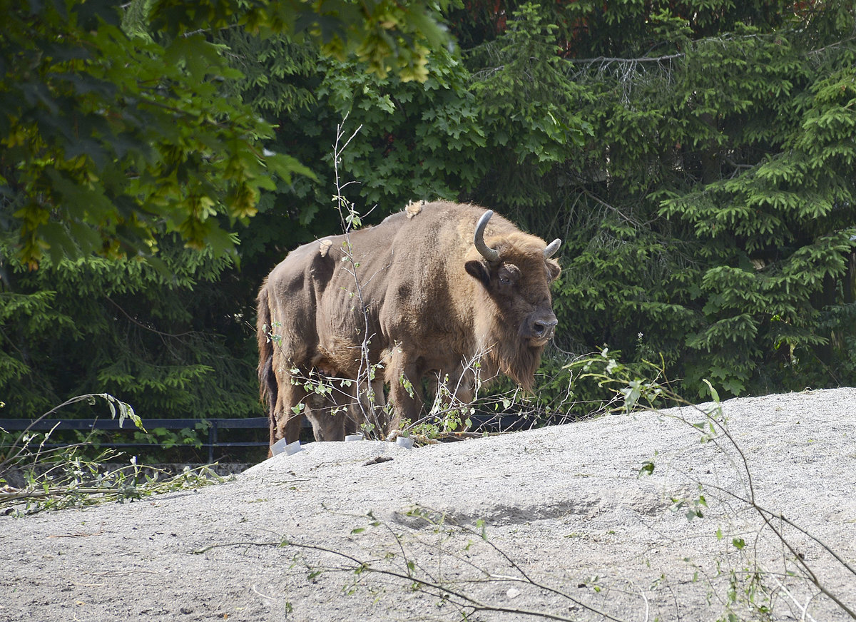 Ein europischer Bison (Bison bonasus) in der Wildtierabteilung des Freilichtmuseums Skansen in Stockholm. Aufnahme: 25. Juli 2017.
