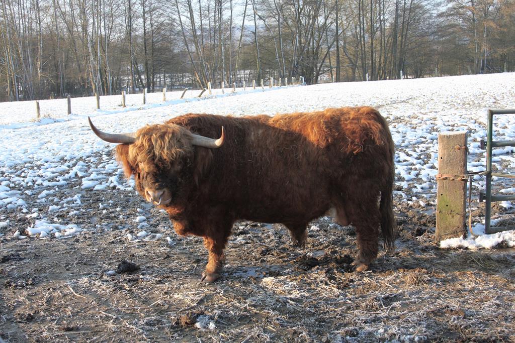 Ein Galloway Bulle einer kleinen privaten Herde eines Bauern am 17.02.2016 in Osnabrck Hrne.