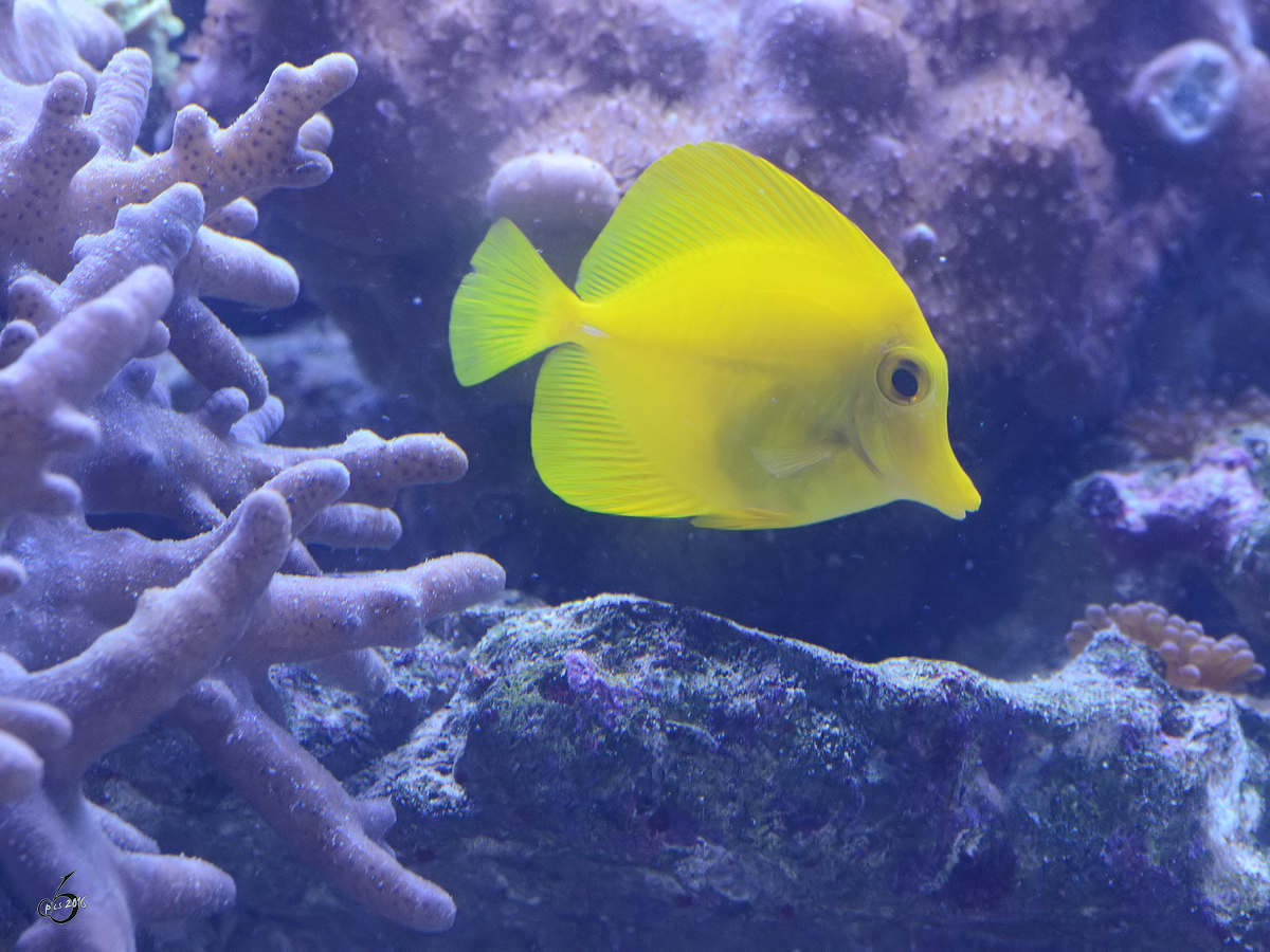 Ein Gelber Segelflossen-Doktorfisch im Zoo Duisburg. (Juli 2013)