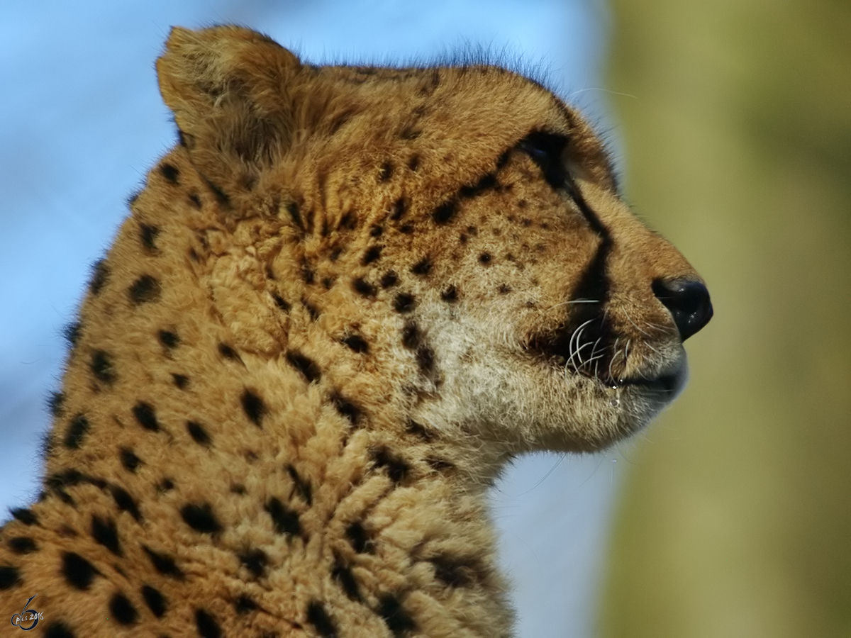Ein Gepard im Seitenportrait. (Zoo Wuppertal, Januar 2009)