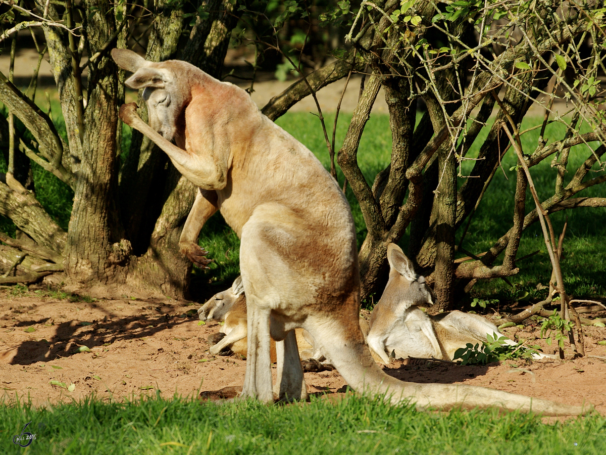 Ein Graues Riesenknguru im Dortmunder Zoo.