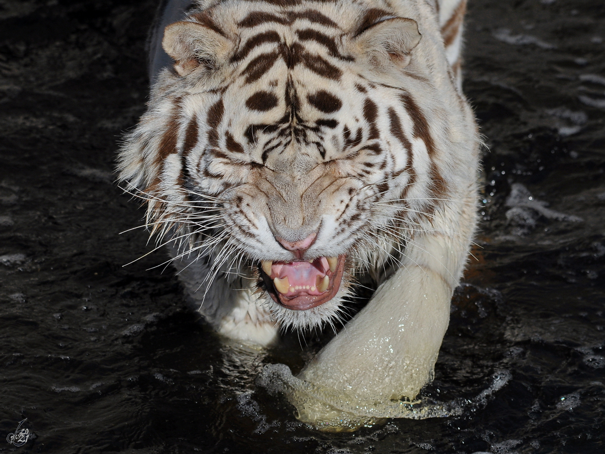 Ein grimmiger Tiger watschelt durch das khle Nass. (Zoo Madrid, Dezember 2010)