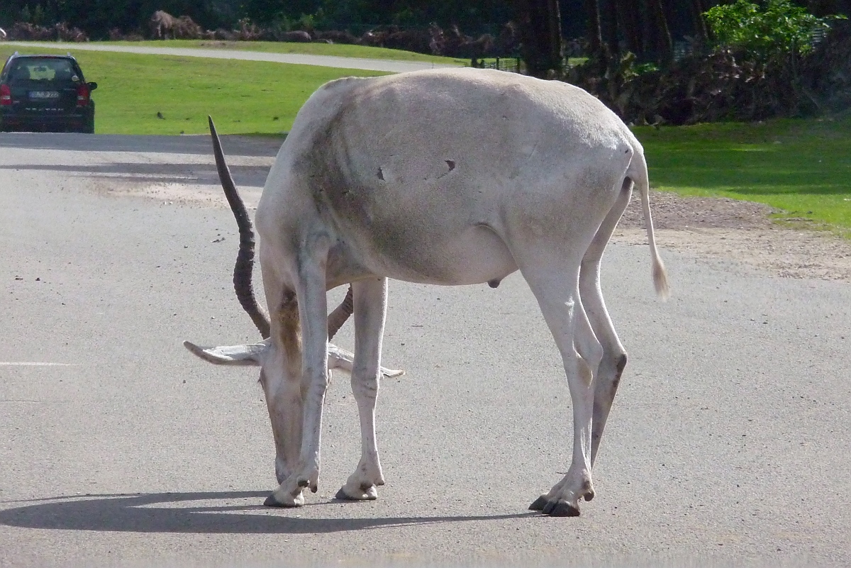 Ein groer Kudu im Serengetipark, 9.9.15 	
