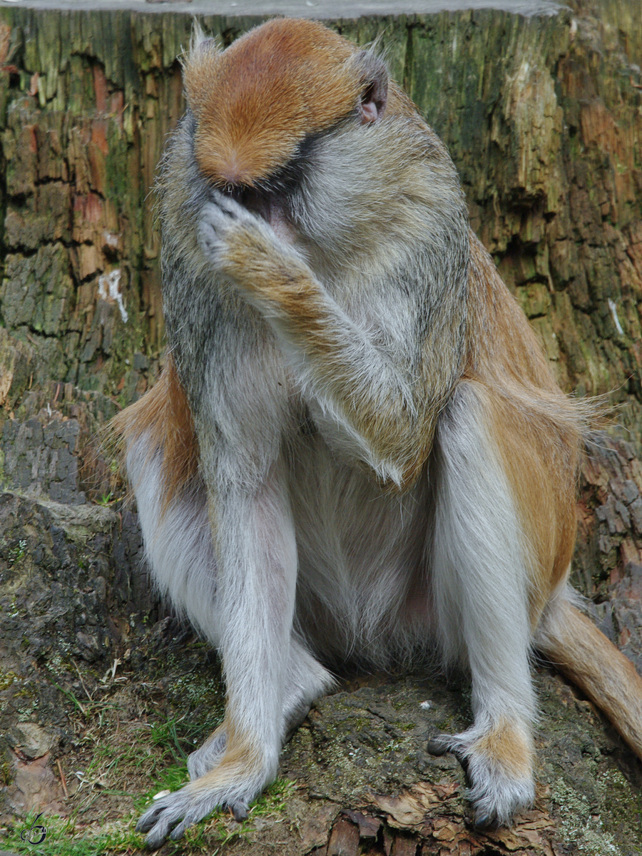 Ein grbelndes  Schwarznasen-Husarenffchen im Zoo Rostock. (April 2009)