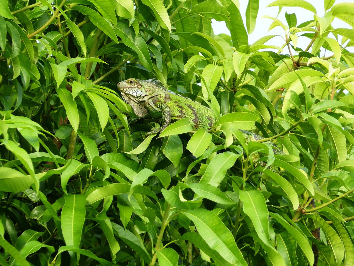 Ein grner Leguan (Iguana iguana) auf einem Mangobaum in Paramaribo (Suriname) am 25.5.2017