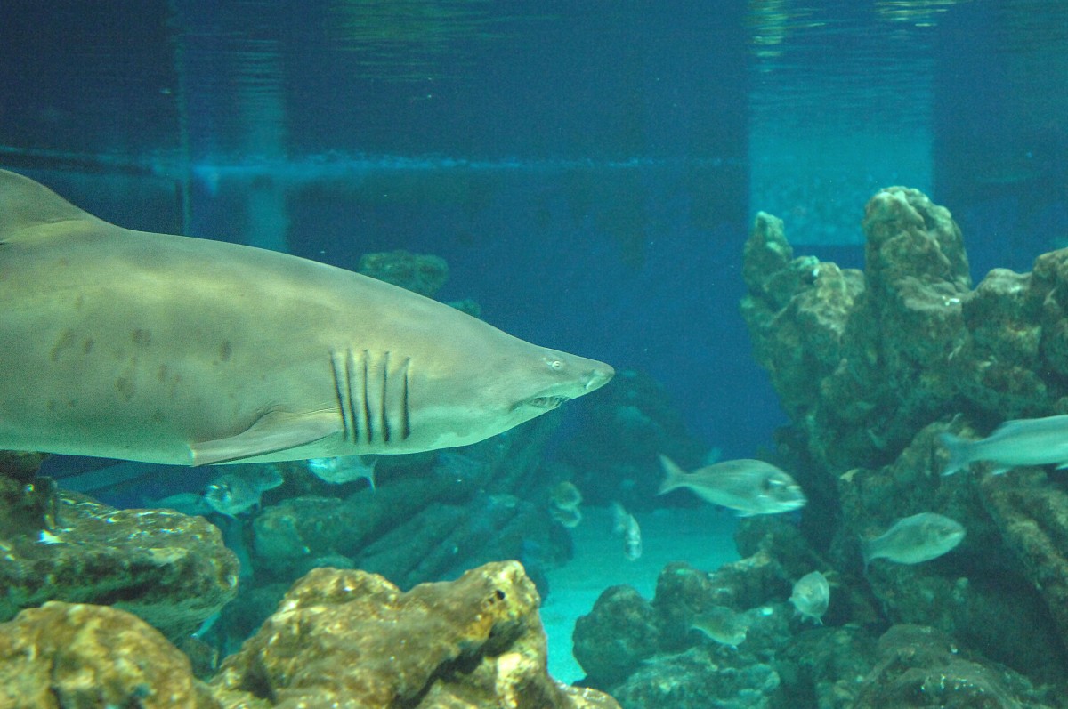 Ein Hai und Fische in der Zoomarine bei Guia (Algarve/Portugal). Aufnahme: Juli 2010.