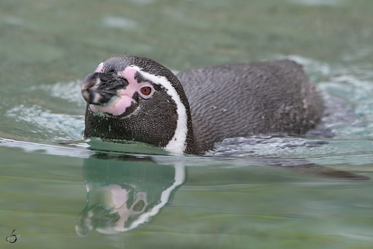 Ein Humboldt-Pinguin Anfang April 2017 im Zoo Dresden.