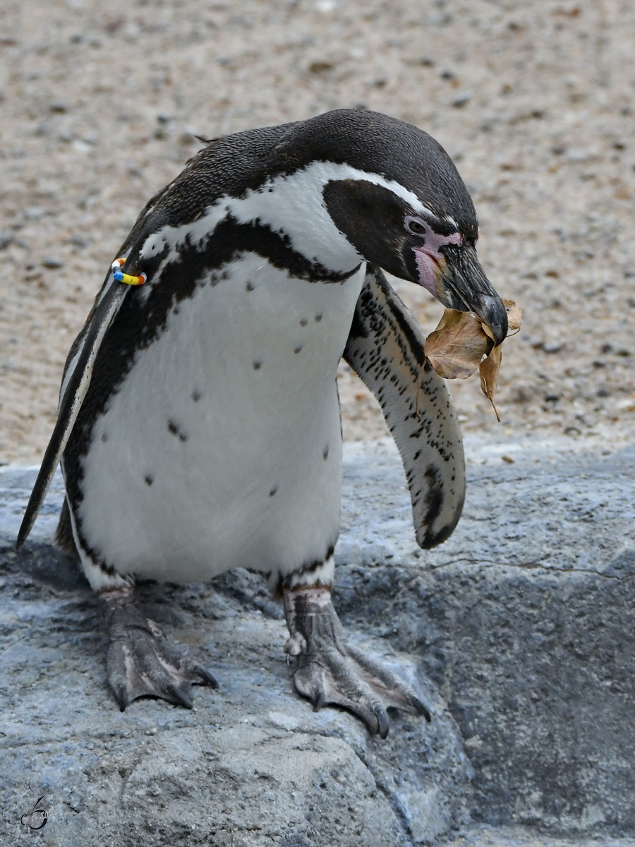 Ein Humboldt-Pinguin Anfang Juni 2018 im Zoo Aalborg.