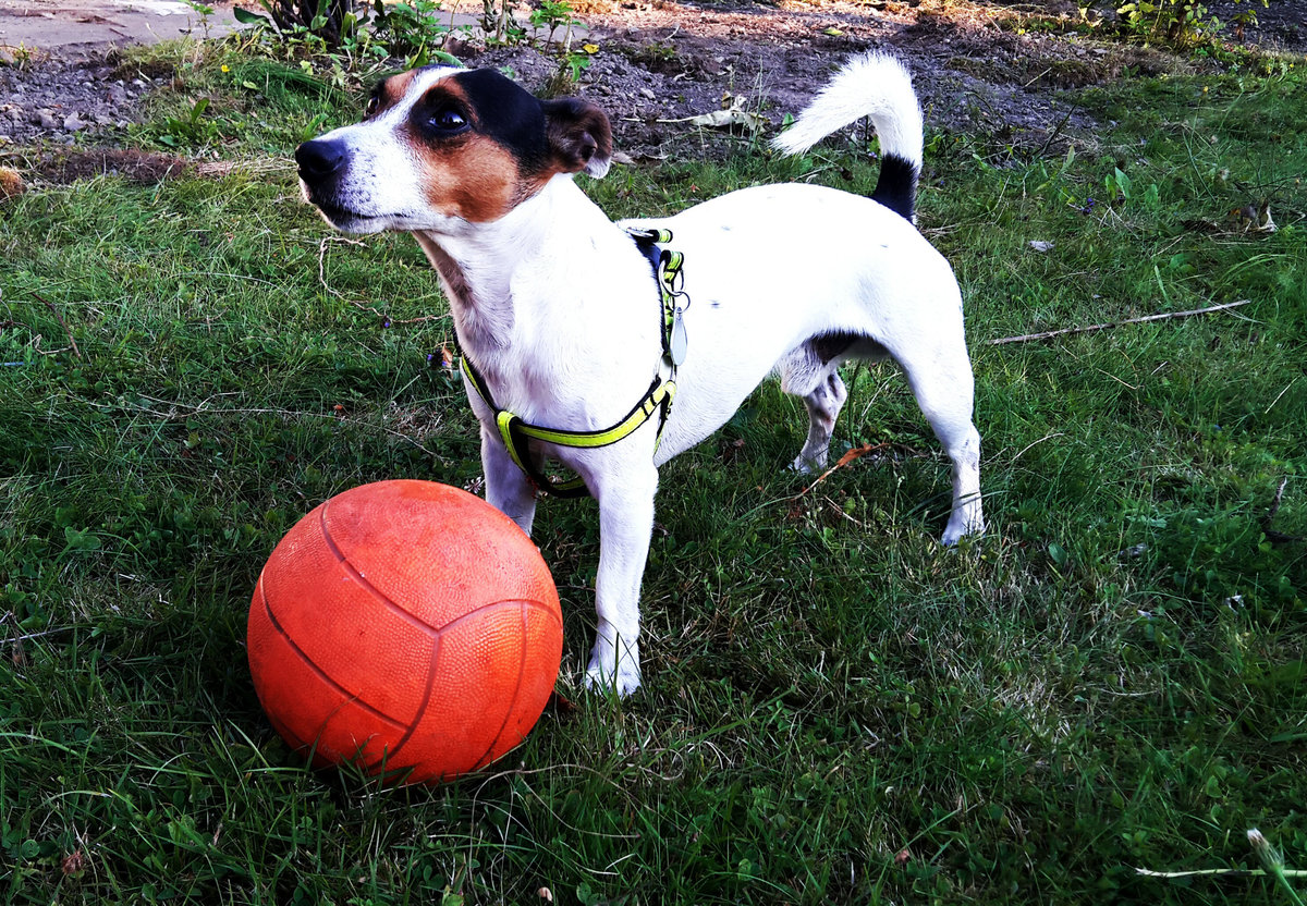 Ein Jack Russell Terrier beim spielen. Foto 16.03.16
